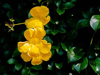 La planta que da hermosas flores, que no necesita riego y que es ideal para vestir los muros de tu jardín