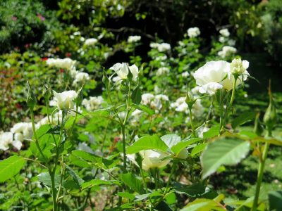La planta que resiste todo y es perfecta si querés llenar tus canteros con flores hermosas