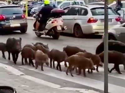 Declaran toque de queda en Roma por la presencia de jabalíes en las calles