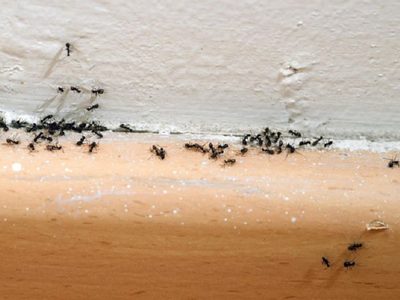 El truco casero con ingredientes que seguro tenés para combatir la invasión de hormigas en tu hogar