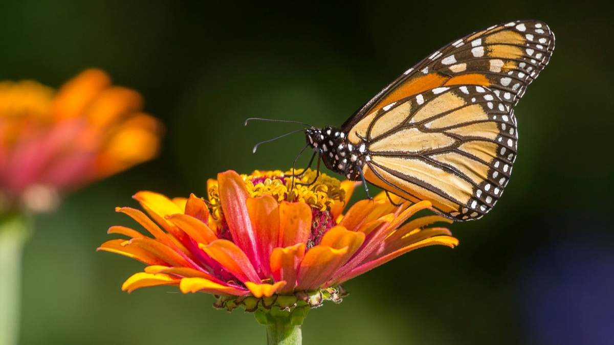 Mariposas. Fuente: (X)