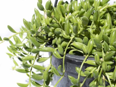 La exótica planta que cambia de color y es perfecta para florecer en tu jardín este otoño
