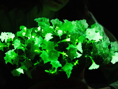 La llamativa planta que brilla en la oscuridad y que todo el mundo quiere tener en su casa