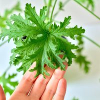 La poderosa planta que sirve para ahuyentar los mosquitos y aromatizar tu casa al mismo tiempo