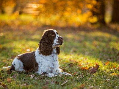 Curiosidades del cocker spaniel, el perro tierno que, a veces, se pone furioso