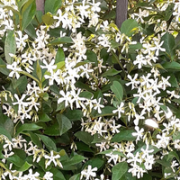 El jazmín duro de matar: es el que más flores y perfume da, no puede faltar en tu jardín