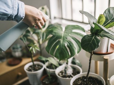 Las plantas buenas, bonitas y baratas que necesitás en casa si sos principiante en jardinería