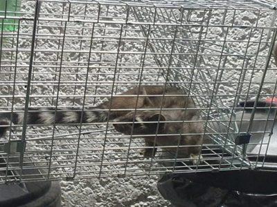 Rescatan a un cacomixtle de la estación Cuauhtémoc del Metro