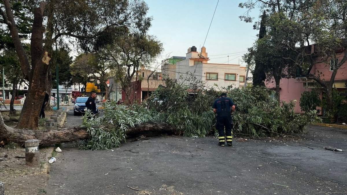 Caída de un árbol de 18 metros de longitud y 50 cm de diámetro en San Juan de Aragón, Gustavo A. Madero, el viernes 20 de febrero, por las rachas de viento fuertes