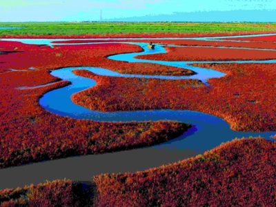 La pintoresca playa de China que cambia de color en otoño
