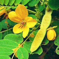 La planta comestible que es un tesoro y una gran aliada para todas estas dolencias