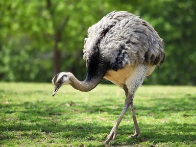 Ñandú: el ave que no vuela, pero se camufla como un maestro y esconde un significado ancestral