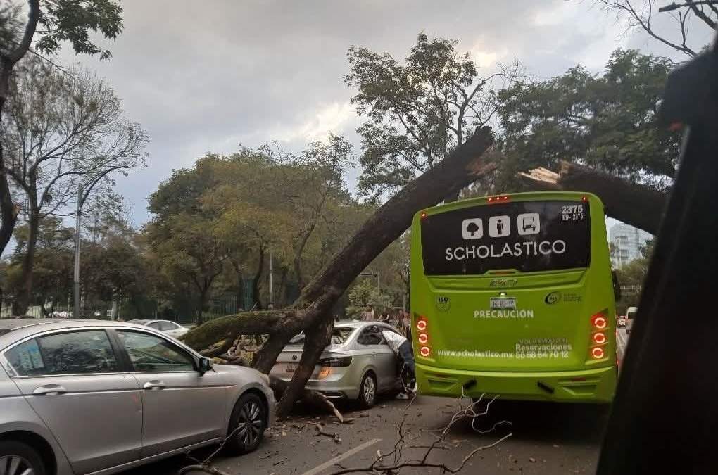 Cae árbol de 12 metros sobre vehículos en circulación en Paseo de la Reforma