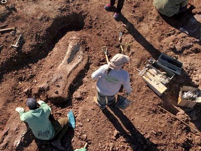 Descubren restos fósiles de un dinosaurio de 99 millones de años