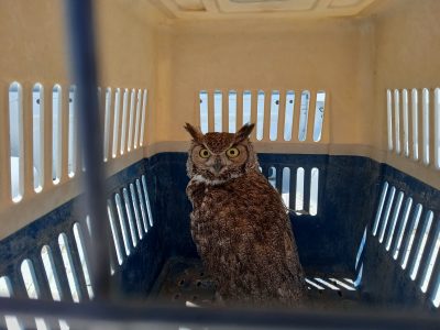 Tráfico de especies de México a China, negocio ilegal en crecimiento