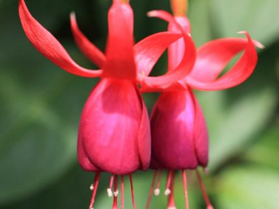 Conocé la exótica planta que es muy hermosa pero simboliza aquellas "emociones reprimidas"