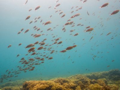 Viaje a las profundidades: prepararan en Panamá una expedición inédita a la Cordillera de Coiba