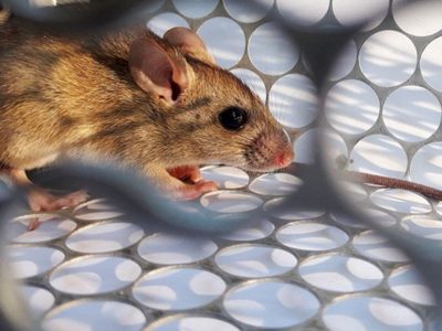 Se registró un nuevo fallecimiento por hantavirus y crece la preocupación