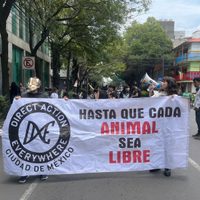 Activistas denuncian que titular de la PAOT no da seguimiento a denuncias por maltrato animal