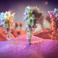 Un estudio sugiere que la variante beta podría conferir "amplia inmunidad" contra ómicron