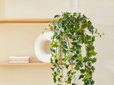 Hiedra: cómo mantener feliz esta planta de interior fácil de cuidar e ideal para la habitación