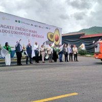 Jalisco inicia exportación de aguacate mexicano a EU