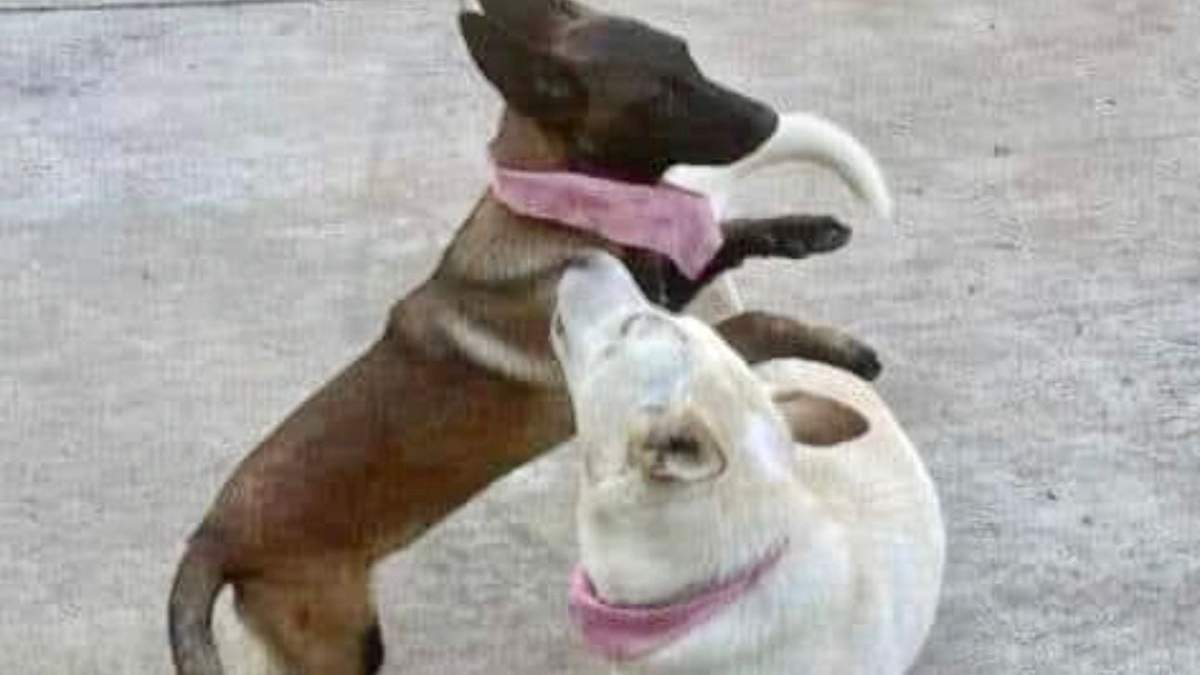 Las perritas “Buba” y “Canela”. Justicia restaurativa