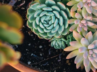 Rosa mística: cómo cuidar esta hermosa suculenta que atrae el dinero y la buena suerte