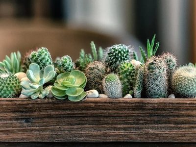 Suculentas: cuántas son las variedades de crasas y cuál es la mejor para cada estilo