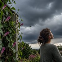 La planta que anticipa tormentas: así funciona la enredadera que cierra sus flores antes de la lluvia