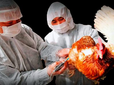 Atención: China reporta el primer caso de gripe aviar H10N3 en humanos