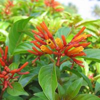 La valiosísima planta que pocos conocen y que calma múltiples dolores del cuerpo