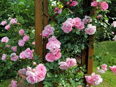 Si querés tener tus rosales hermosos en invierno, anotá este truco que pocos jardineros comparten