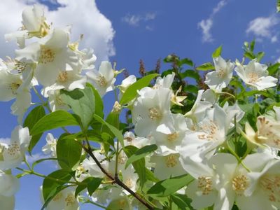 De exquisito perfume: cuántos tipos de Jazmines existen y cuál es el ideal para tu jardín
