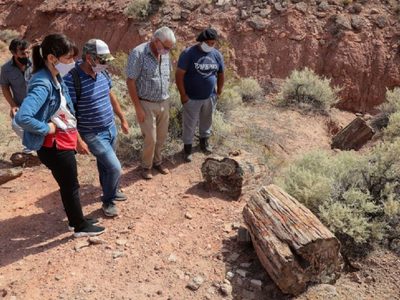 Con una nueva ley, Neuquén declaró patrimonio cultural al Bosque Petrificado El Sauce
