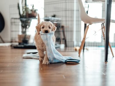Por qué algunos perros muerden muebles y objetos de la casa