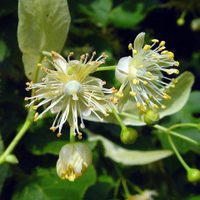 La planta "mágica" que tiene propiedades para combatir el insomnio y disminuir el estrés