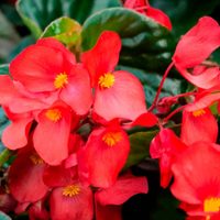 Seguí este truco súper fácil y gratis para que tus plantas de Begonia siempre tengan hojas hermosas
