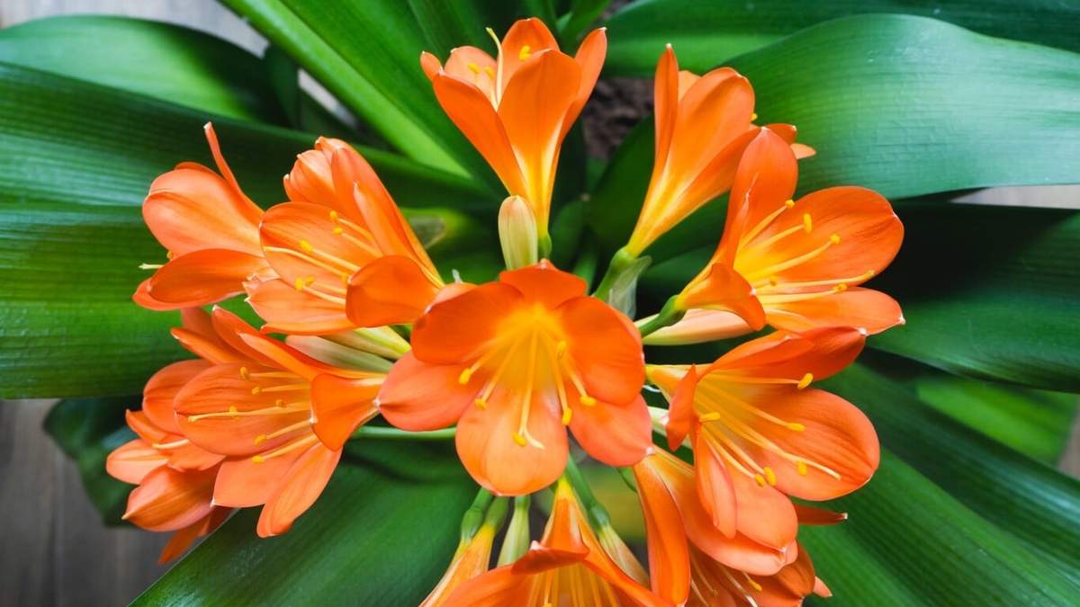 Clivia, la planta que florece en invierno. Fuente: (X)