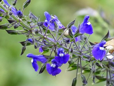Curiosidades verdes: las plantas autóctonas de Buenos Aires que alojan fauna sin que lo sepas