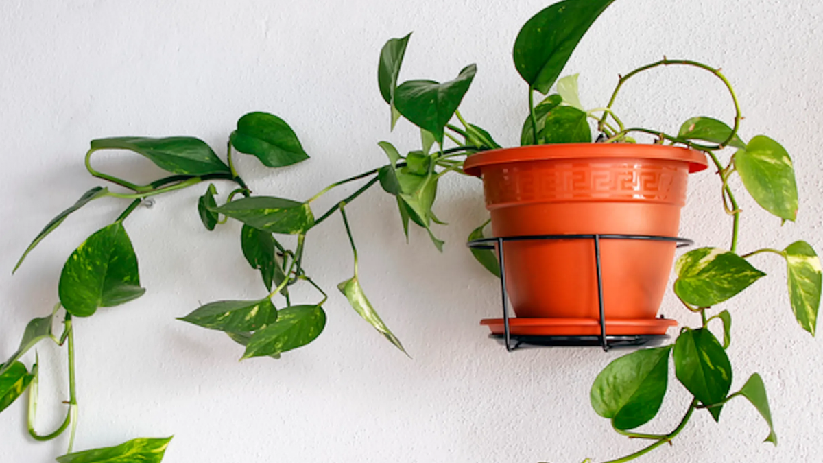 Plantas. Fuente: (Instagram)