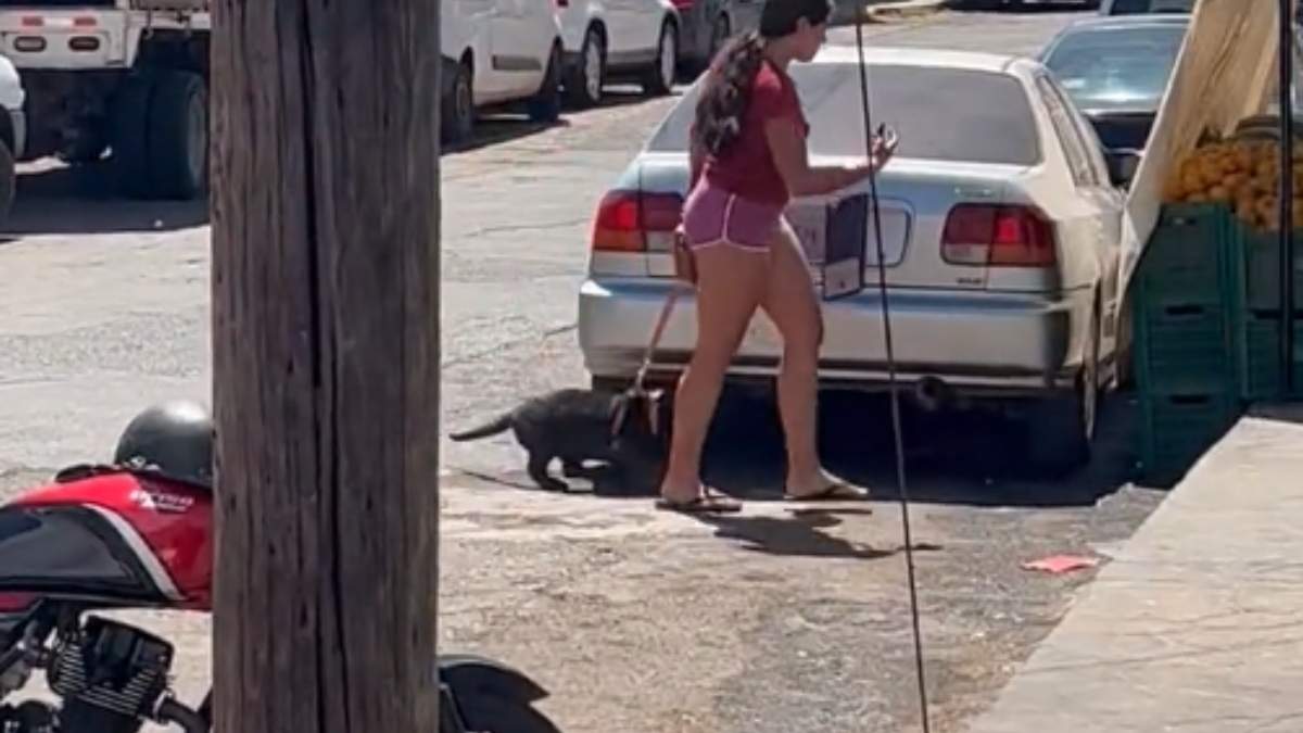 El video que muestra al felino