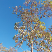 El árbol con fama de malo que crece rapidísimo sin cuidados y esconde muchos beneficios para tu salud