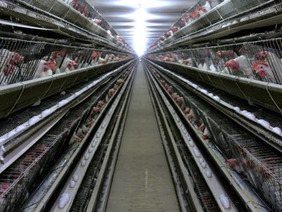 El mayor productor de huevos de Suecia sacrificará a todas sus gallinas por esta razón