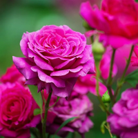 Hacé que tus Rosales se llenen de flores con estas técnicas que solo los viveristas conocen