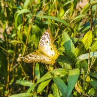 Qué plantas tenés que poner en tus canteros para que tu jardín se llene de mariposas