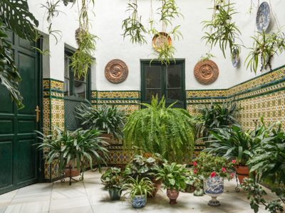 La planta extremadamente vistosa que todos quieren tener: qué significa que te regalen una