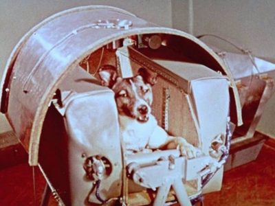 Se cumplen 64 años del primer ser vivo espacial: la perra Laika