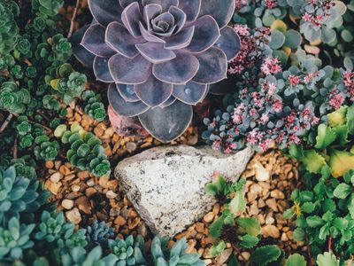 Estas son las 4 suculentas gigantes que vas a amar para decorar tu hogar