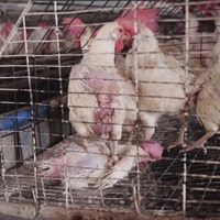 Infiltrados muestran la crueldad en las granjas productoras de huevo en Jalisco (Video)